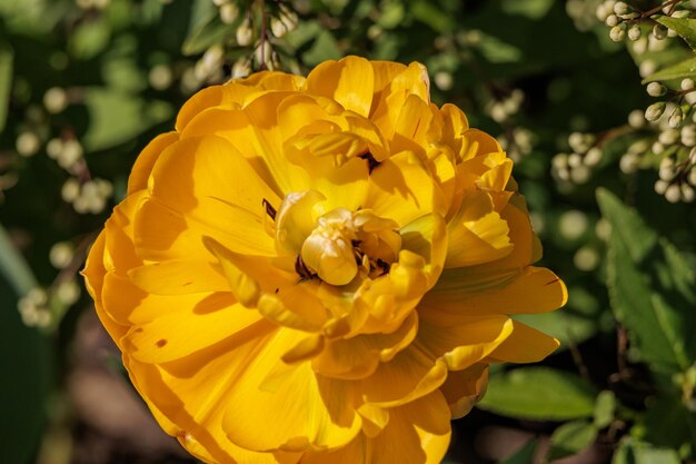 Le printemps dans le jardin