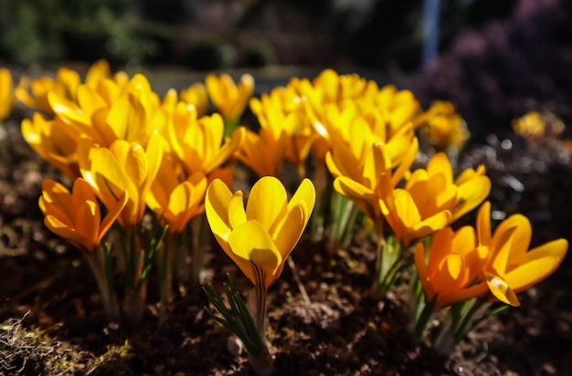 Printemps dans mon jardin Les premiers crocus jaunes aux beaux jours