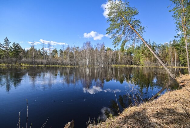 Printemps dans le parc national de la Russie centrale