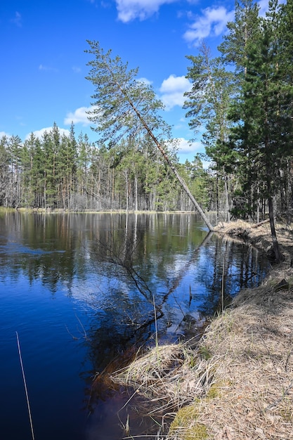 Printemps dans le parc national