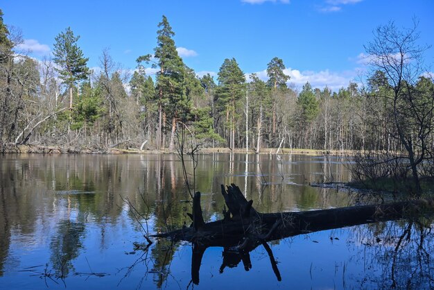 Printemps dans le parc national