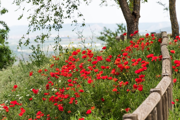 Le printemps dans toute sa splendeur en balade