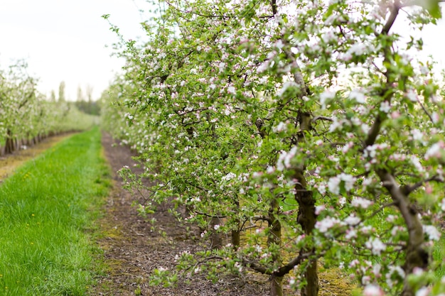 Printemps dans un vergerde beaux pommiers en fleurs au printemps parc verger de cerisiers branche de pommiers en fleurs