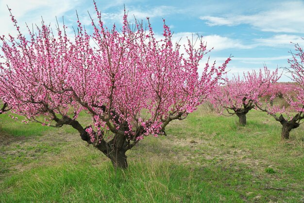 Photo le printemps du jardin de pêches