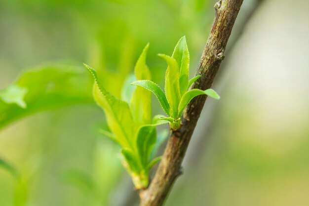 Le printemps est arrivé, le premier vert.