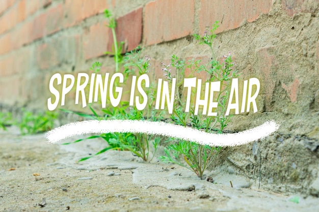 Le printemps est dans l'air. Le printemps, les premières plantes brisent le béton.