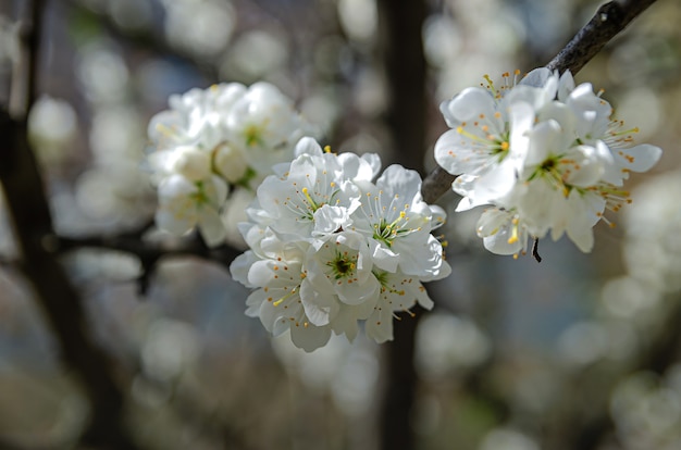 Printemps - fleur de cerisier dans le jardin.