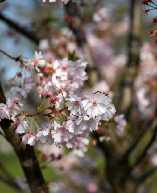 printemps fleur de cerisier parc arbre nature flore plante