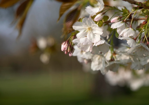 printemps fleur de cerisier parc arbre nature flore plante