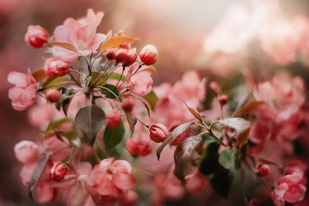 Printemps. Fleur de pommier avec des fleurs roses se bouchent