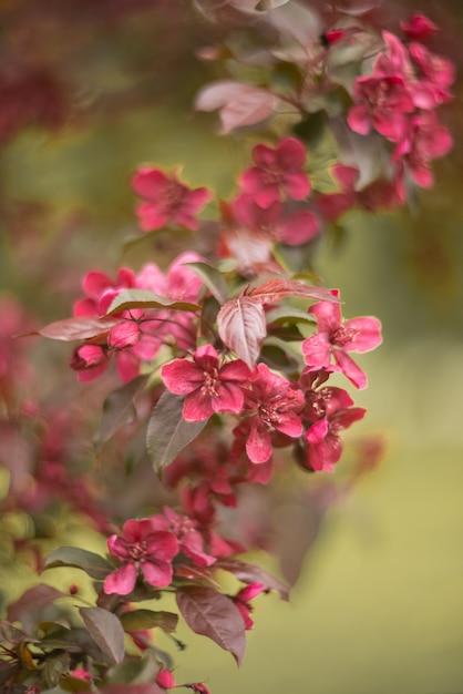 Printemps. Fleur de pommier à fleurs roses