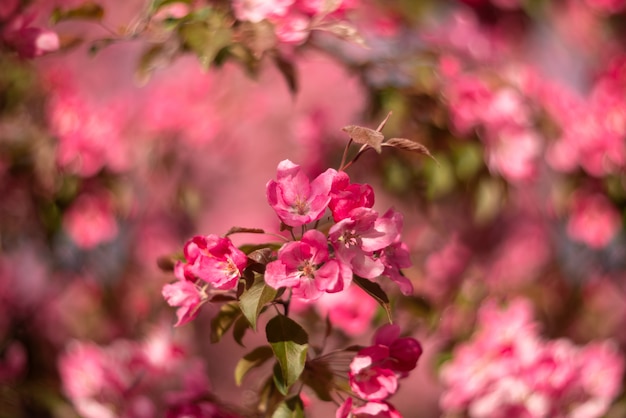 Printemps. Fleur de pommier à fleurs roses