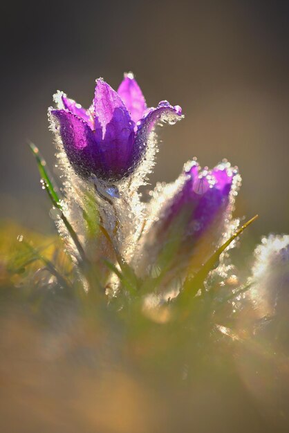 Printemps et fleur de printemps Beau petit pasqueflower poilu Pulsatilla grandis