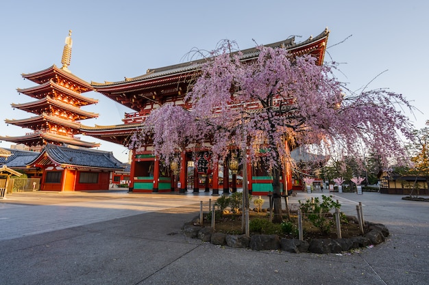 Photo printemps des fleurs de cerisier au temple sensoji, tokyo, japon