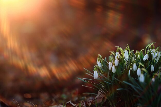 printemps fleurs sauvages rayons du soleil bokeh perce-neige, chaud printemps doré fond lever du soleil en mars