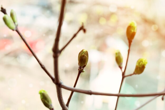 Printemps floraison des bourgeons des arbres réveil de la nature arrière-plan tendresse sélective flou