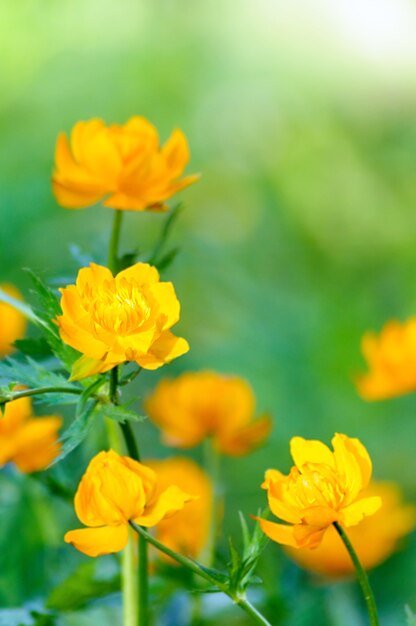 Printemps flou vert avec de belles fleurs jaunes.