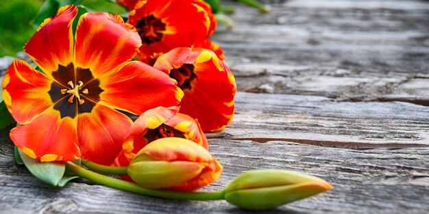 Printemps. Fond de vacances avec des fleurs de tulipes
