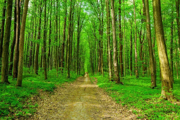 printemps forêt arbres nature vert bois lumière du soleil arrière-plans ciel