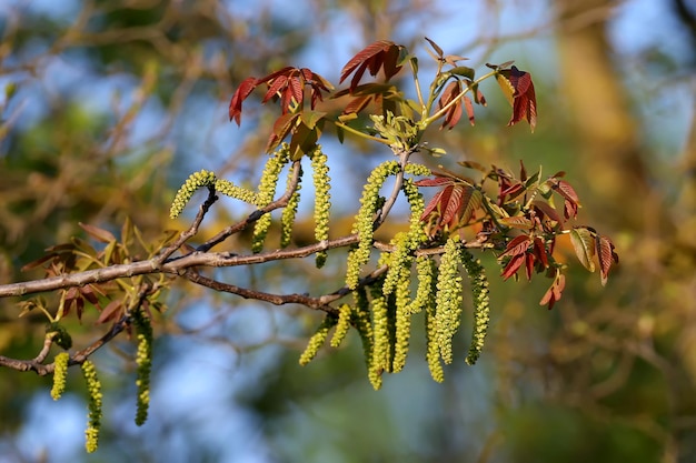 Le printemps gagne