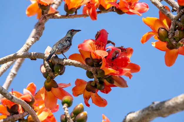 Printemps kapok saison kapok oiseaux en fleurs Taiwan