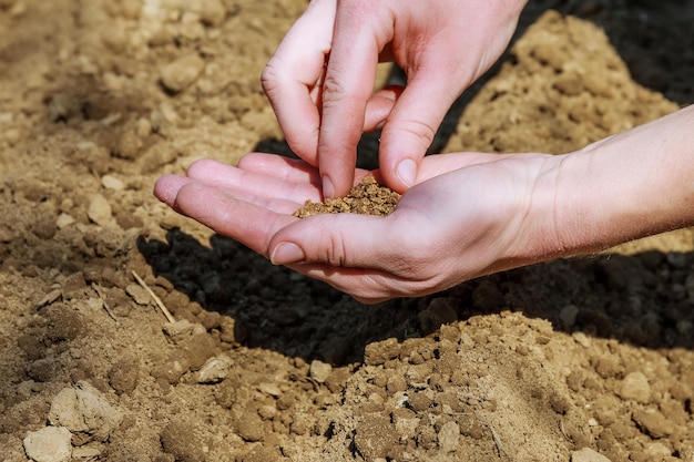 Printemps de la main féminine semant des graines dans le sol temps de semis dans le champ