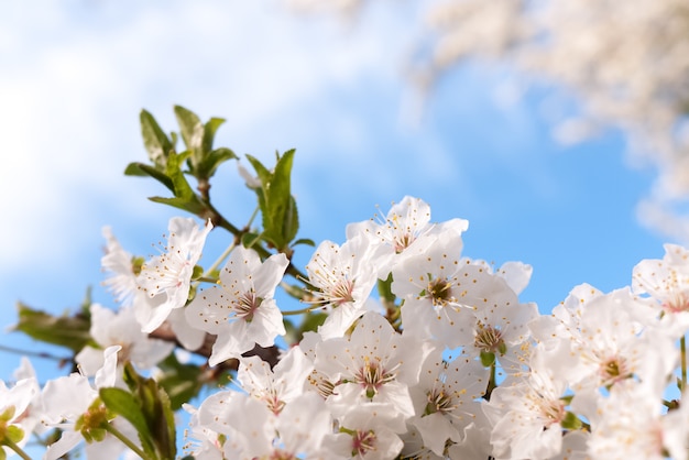 Printemps nature fond avec des fleurs de cerisier sur ciel bleu