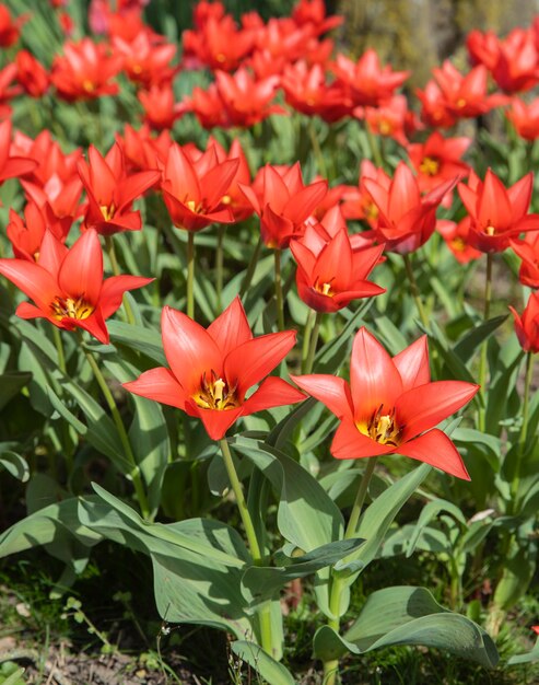 printemps parc nature rouge vif fleurs flore