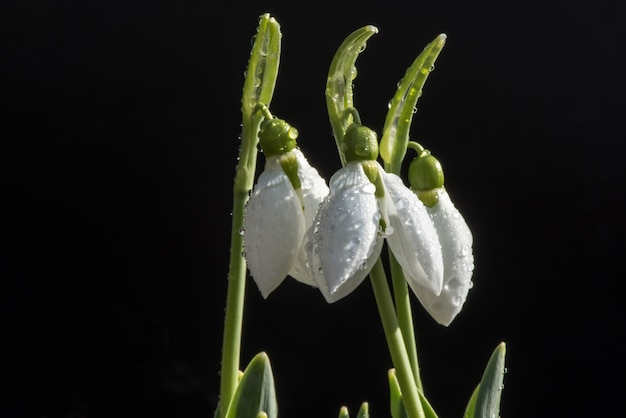 Printemps perce-neige sous la pluie et les lumières brillantes.