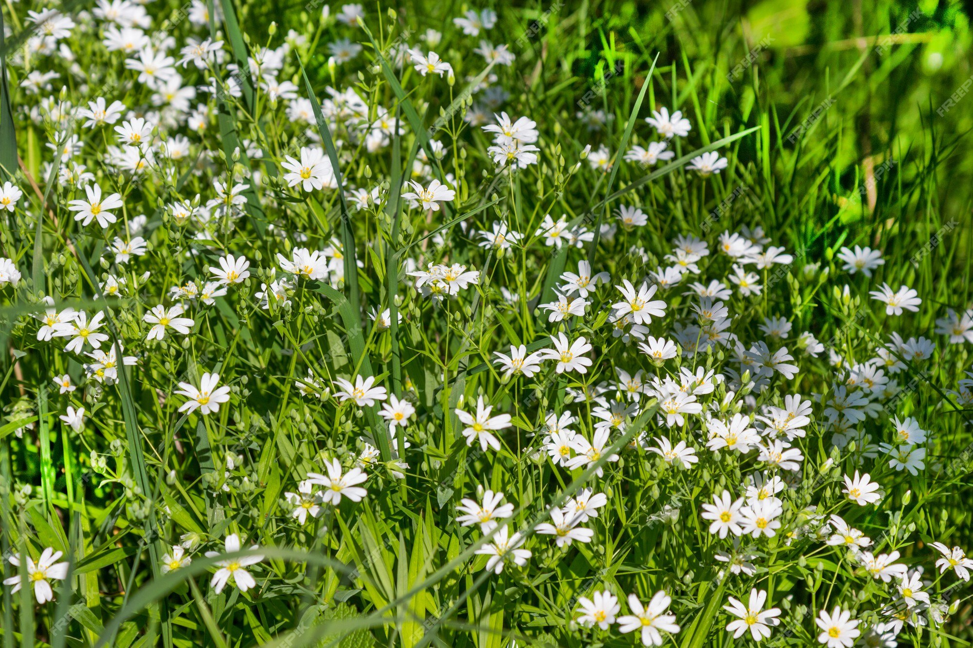 Printemps Petites Fleurs Blanches Parmi L'herbe. Fleurs Sauvages. Vue De  Dessus | Photo Premium