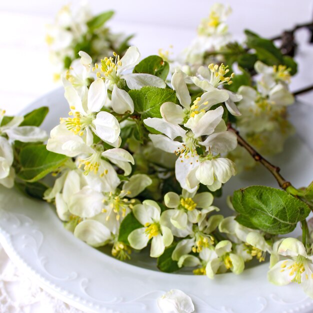 Printemps pommier fleurs blanches