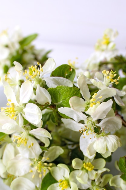 Printemps pommier fleurs blanches
