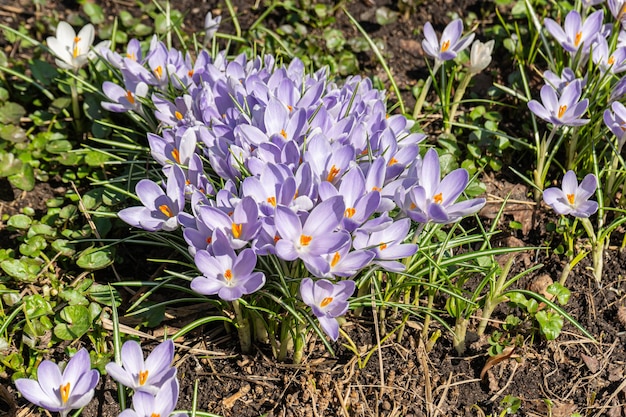 Le printemps pousse des fleurs et la nature est violette et blanche. De beaux crocus fleurissent au début du printemps.