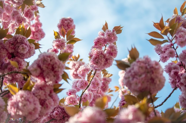 Photo printemps rose fleurs de cerisier fleurs sakura saison