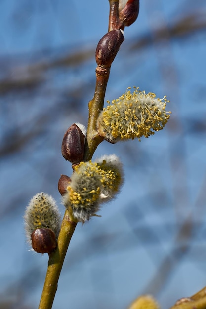 Printemps Le saule lat Salix fleurit les inflorescences des boucles d'oreilles ont fleuri