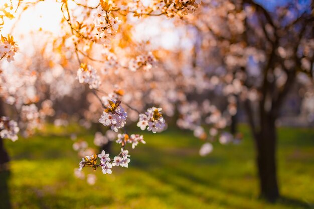 Printemps tranquille en fleurs de cerisier Nature gros plan de fleurs et arrière-plan flou de la forêt Nature idyllique