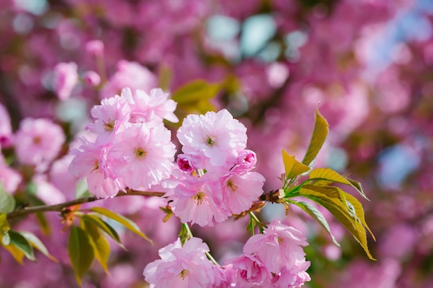 Le printemps a transformé les arbres en fleurs roses de belles fleurs de sakura roses fleurissent sur l'arbre