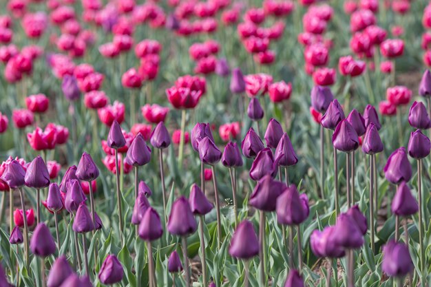 Printemps des tulipes en fleurs