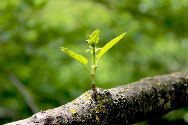 Photo le printemps