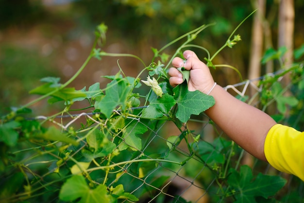 Prise de main de l&#39;enfant Ivy gourd ou Coccinia grandis