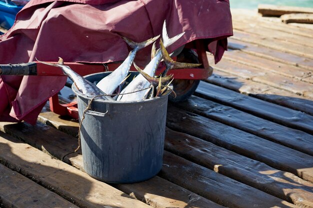 Prise de poisson dans un seau sur l'île de Sal au Cap-Vert