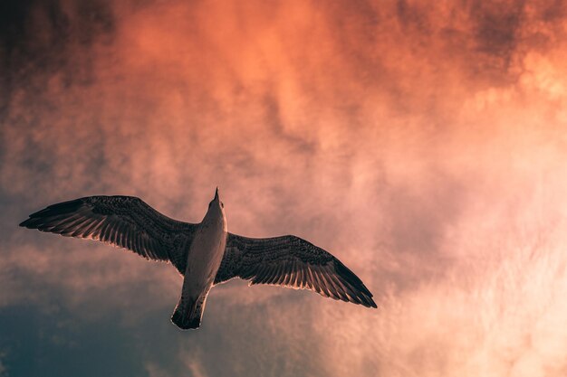 Prise de vue en angle bas d'une mouette volante sur fond de nuages en effet rose