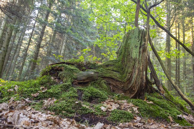 Prise de vue en angle bas d'une vieille souche d'arbre recouverte de mousse verte dans la forêt