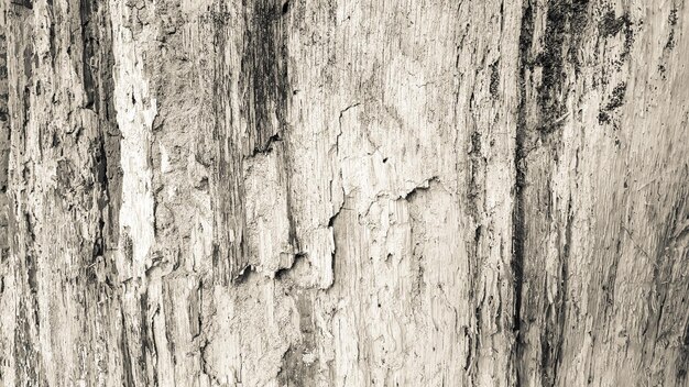 Une prise de vue en bois.