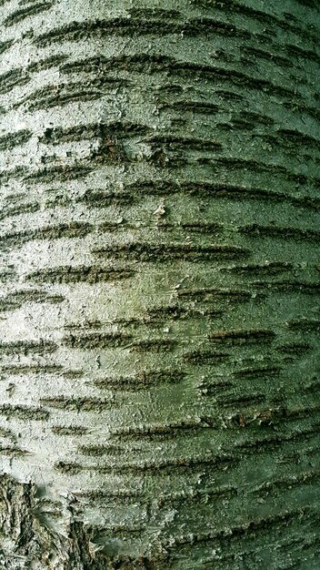 Photo une prise de vue en bois.