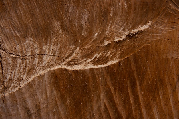 Une prise de vue en bois.