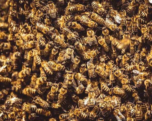 Photo une prise de vue complète de l'abeille