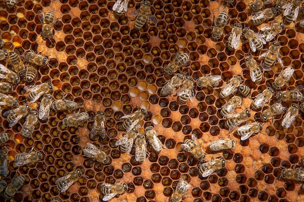 Photo une prise de vue complète des abeilles