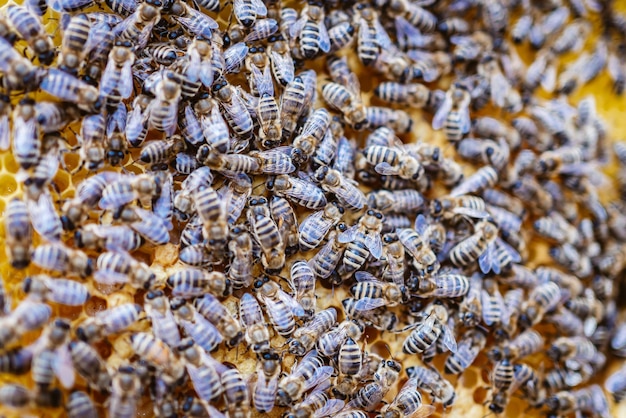 Photo une prise de vue complète des abeilles