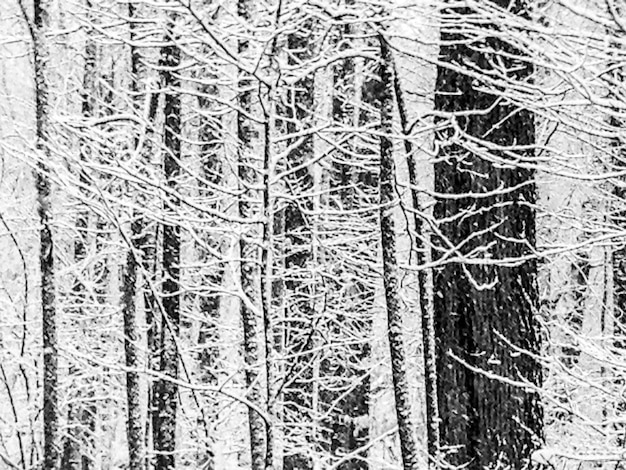 Photo une prise de vue complète des arbres en hiver